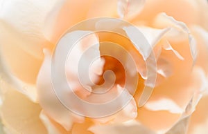 Beautiful close up softness yellow rose petal background