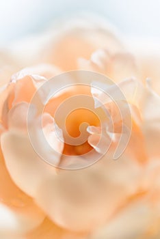 Beautiful close up softness yellow rose petal background