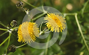 Close-up of a sonchus hierrensis flower photo