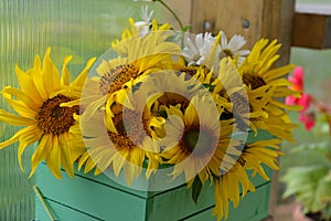 Beautiful close up of sunflowers bunch in wooden box.
