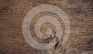 Beautiful close up textured of bark wood use as multipurpose nat