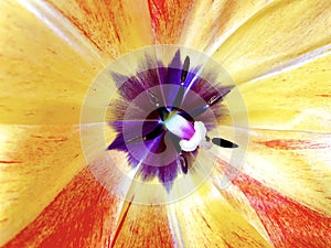 Beautiful close-up of a tulip in bloom