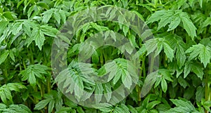 Close-up of valeriana officinalis leaves photo
