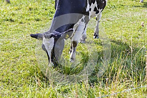 Beautiful close up view of cow chewing grass on green field.