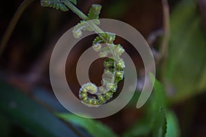 Beautiful Close Up View Of Fresh Green Young Wild Ferns Plantation Bud In Spiral Form With Shallow Depth Of Field In The Forest