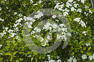 Beautiful close up view of green bashes with white flowers.