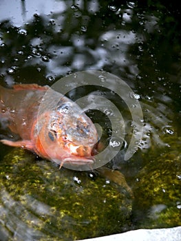 Beautiful close-up view of a Japanese koi carp photo