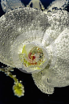 Beautiful close up view of orchid flower isoalted in water.