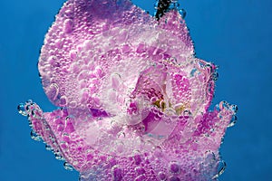 Beautiful close up view of orchid flower isoalted in water. photo