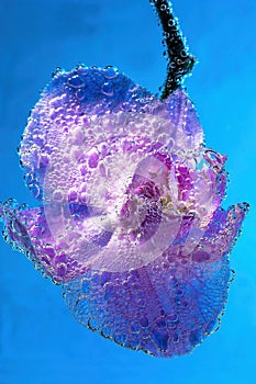 Beautiful close up view of orchid flower isoalted in water. photo