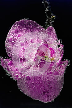 Beautiful close up view of orchid flower isoalted in water.