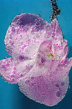 Beautiful close up view of orchid flower isoalted in water. Gorgeous nature backgrounds