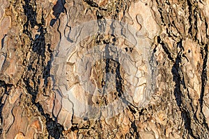 Beautiful close up view of pine bark. pine bark texture / background.