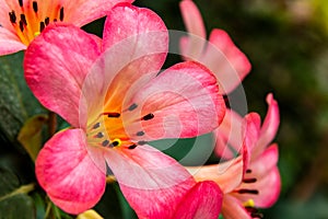 A beautiful close-up view on a pink flower with petals and stamen