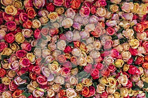 Beautiful close-up view of a wall decorated with multi-colored rose flowers