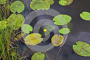 Beautiful close up view of water lilies on dark lake water.Gorgeous nature backgrounds