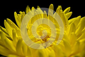 Beautiful close up view of yellow flower with isolated background