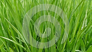 Beautiful close-up wallpaper with fresh spring grass