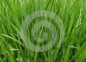 Beautiful close-up wallpaper with fresh spring grass