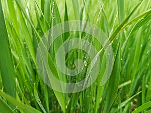 Beautiful close-up wallpaper with fresh spring grass