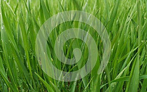 Beautiful close-up wallpaper with fresh spring grass