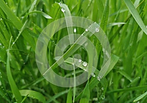 Beautiful close-up wallpaper with fresh spring grass