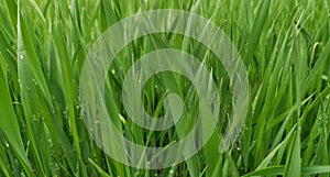 Beautiful close-up wallpaper with fresh spring grass