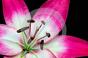 Beautiful close up White and purple lily