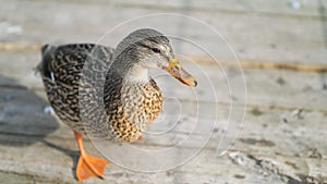 A beautiful close up wildlife photograph of a female mallard duck or hen standing on a wooden bridge or boardwalk on a sunny