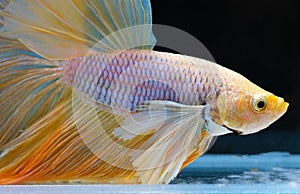 Beautiful close up of yellow betta fish in fish tank, Yellow Siamese fighting fish, Betta splendens on black background