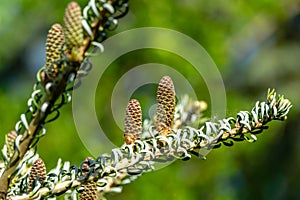 Beautiful close-up of young cones on the branches of fir Abies koreana Silberlocke with spiderwebs