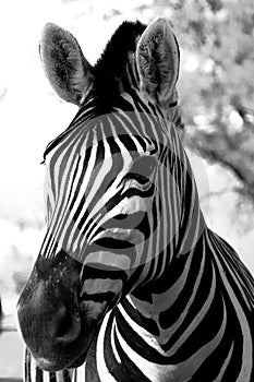 High contrast black & white Zebra close up