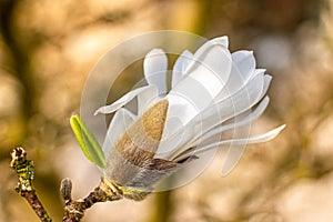 Beautiful close ups of white star flower magnolia flowers