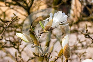 Beautiful close ups of white star flower magnolia flowers