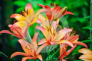 Close up of beautiful yellow orange red color flower around green leaves in a garden