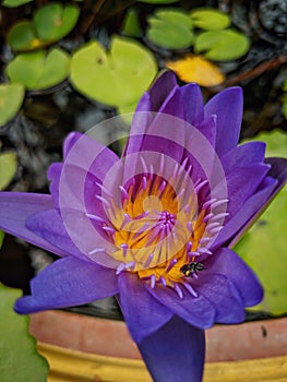 A beautiful closed-up purple lotus flower blooming in lotus pot and a bee.