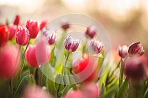 Beautiful closed-up tulip
