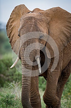 Beautiful closeup of African elephant in Samburu, Kenya