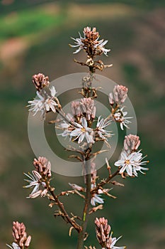 Beautiful closeup of Asphodels in the garden