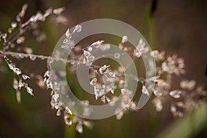 Beautiful closeup of a bent grass on a natural background after the rain with water droplets.