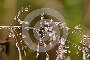 Beautiful closeup of a bent grass on a natural background after the rain with water droplets.