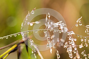 Beautiful closeup of a bent grass on a natural background after the rain with water droplets.