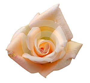 Beautiful closeup blossom orange rose isolated on white