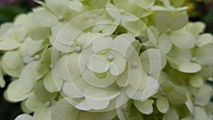 Beautiful closeup blossom white flower