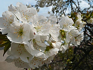 Beautiful closeup blossoms of white blooming cherry tree. Springtime nature.