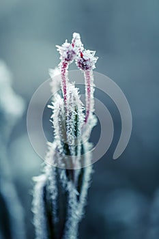 A beautiful closeup of a bog rosemary with ice crystals. SMall wetland plant in a chilly morning in autumn. Frozen Andromeda polif