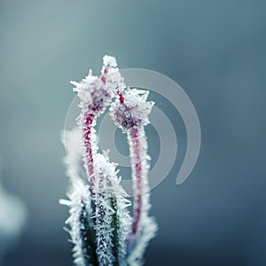 A beautiful closeup of a bog rosemary with ice crystals. SMall wetland plant in a chilly morning in autumn. Frozen Andromeda polif