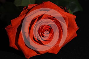 Beautiful bright closeup macro spring flower orange red rose