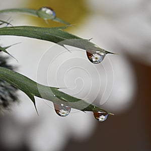 Beautiful bright closeup macro white daisy water drop