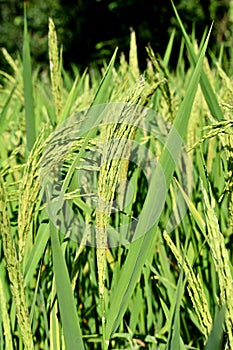 Beautiful closeup of the bunch of growing ripe yellow green paddy plant with grain in a field